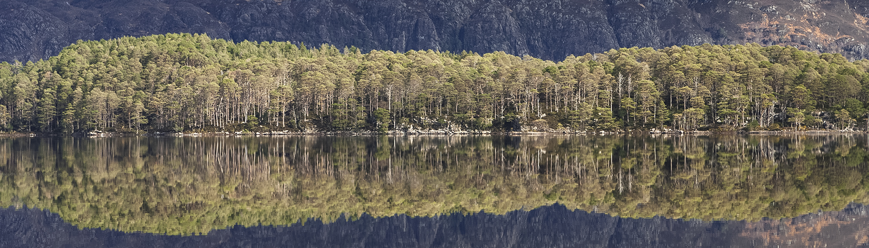 Scots pine reflected on Loch Maree