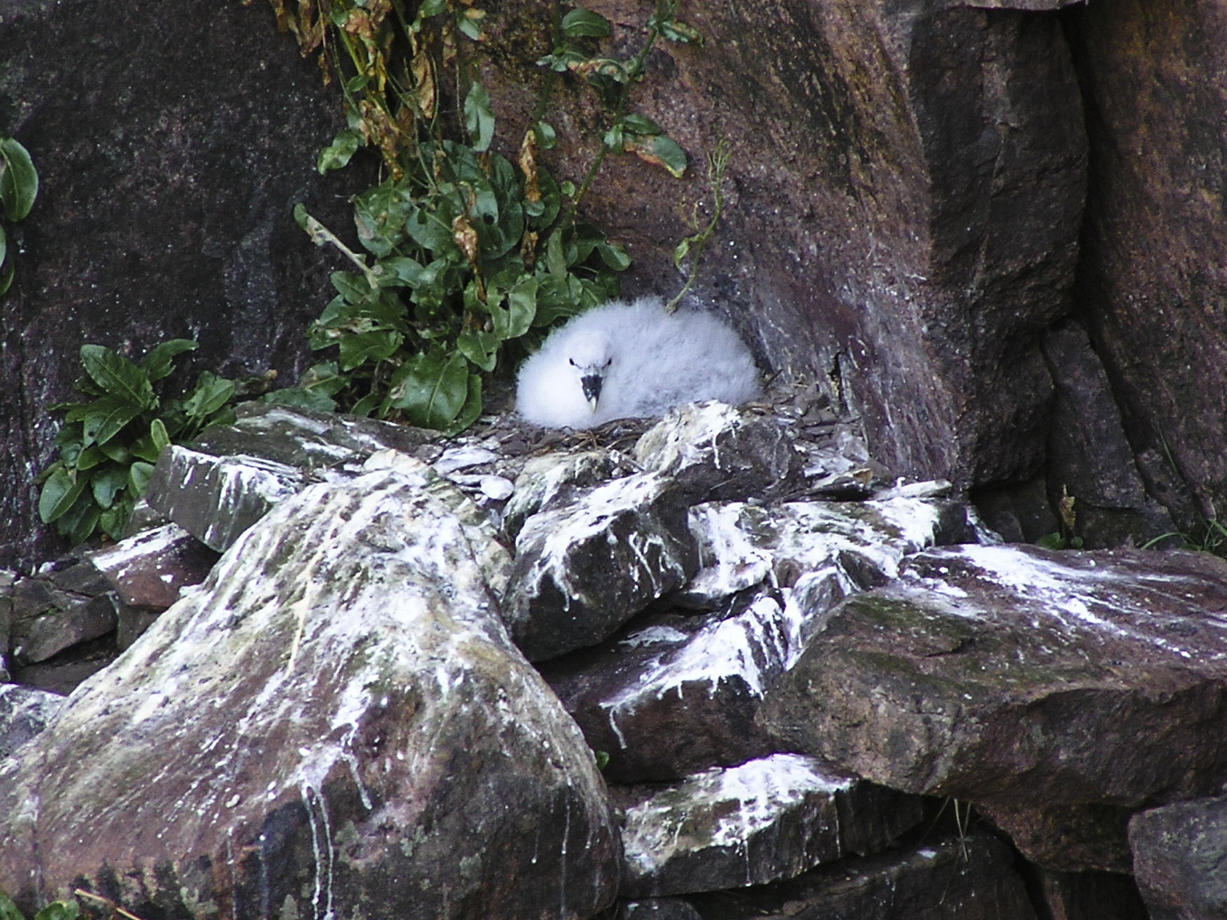Fulmar chick on Handa Island