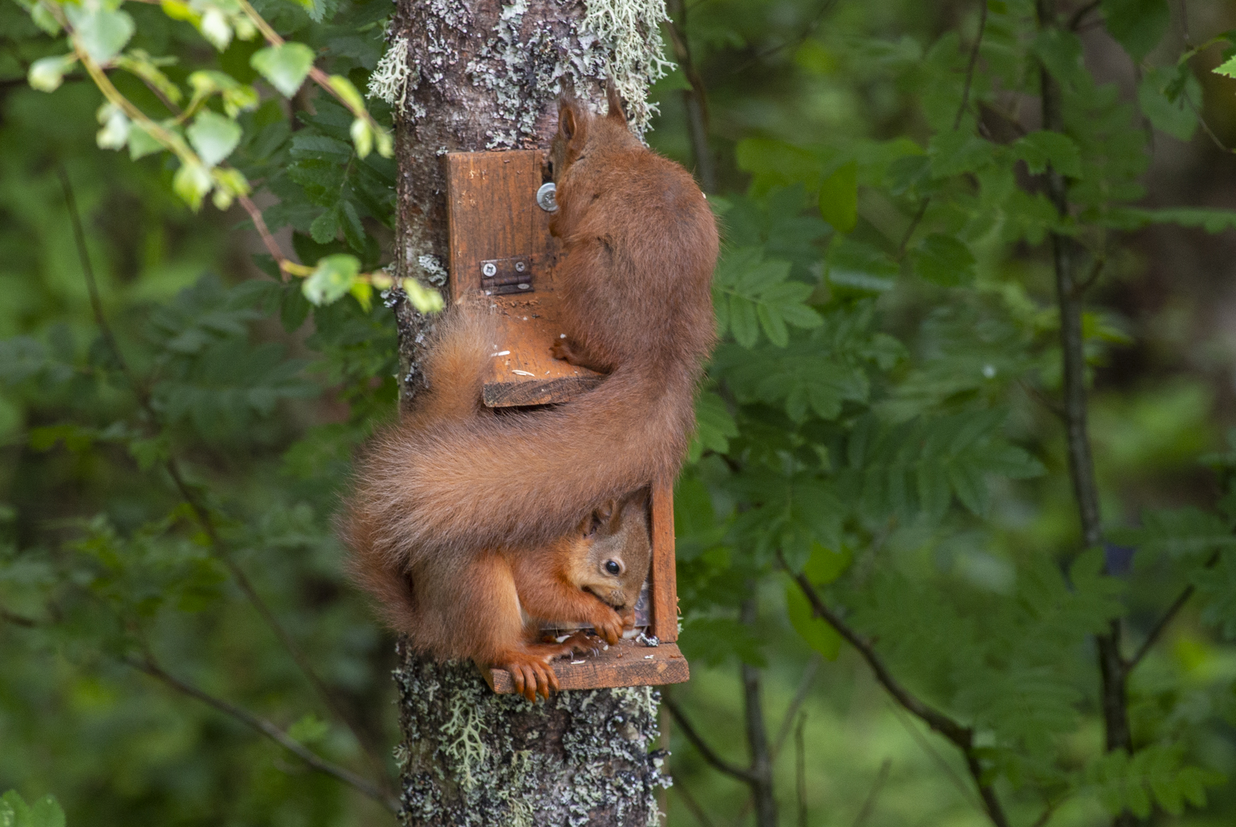Young red squirrels on the squirrel feeder