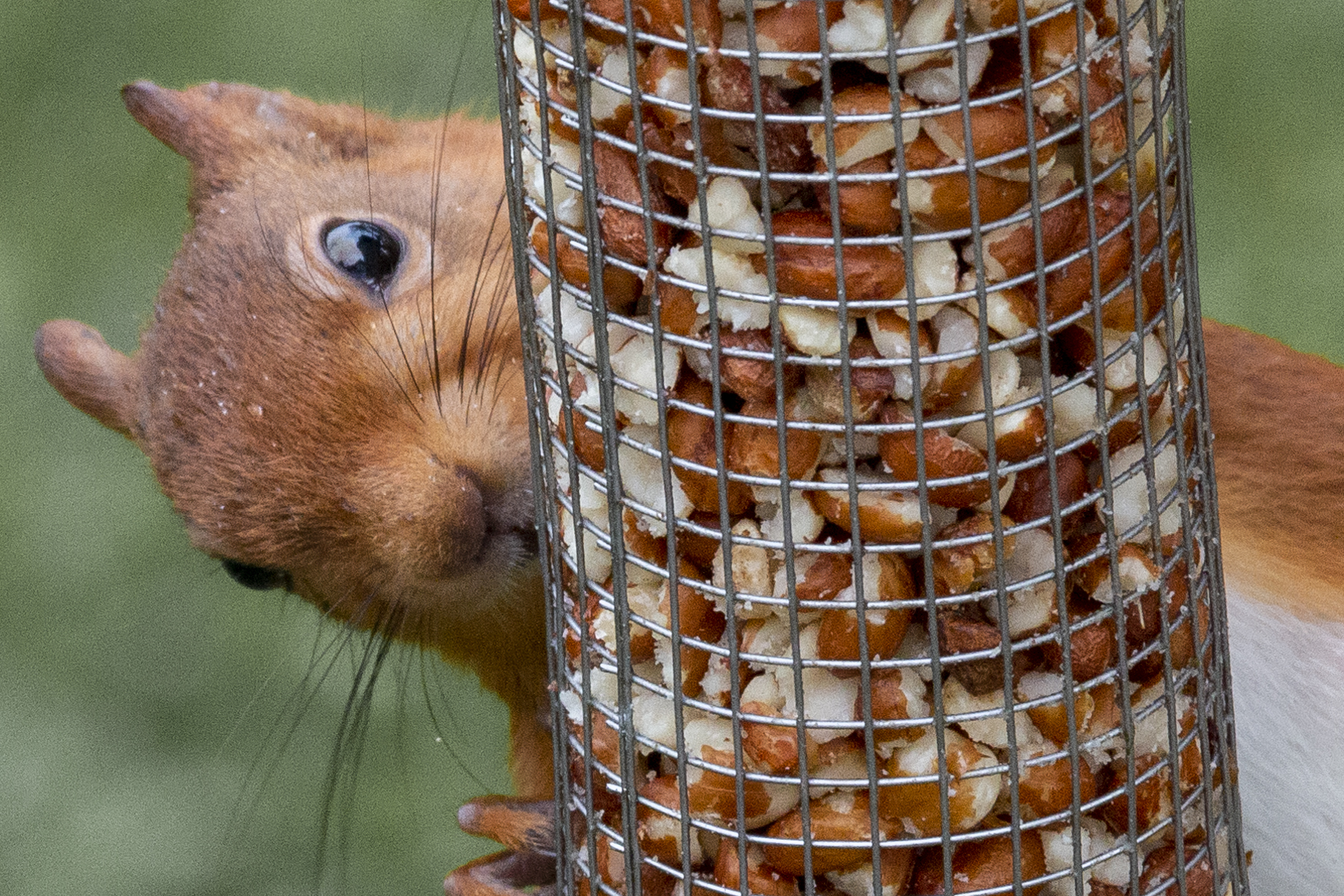 Red squirrel feeding on peanuts
