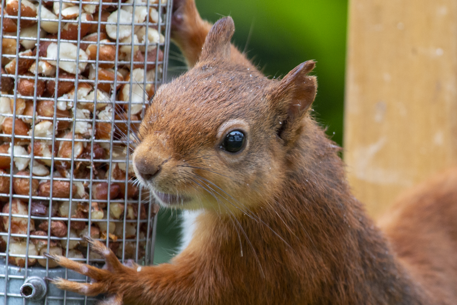 Red squirrel in close up