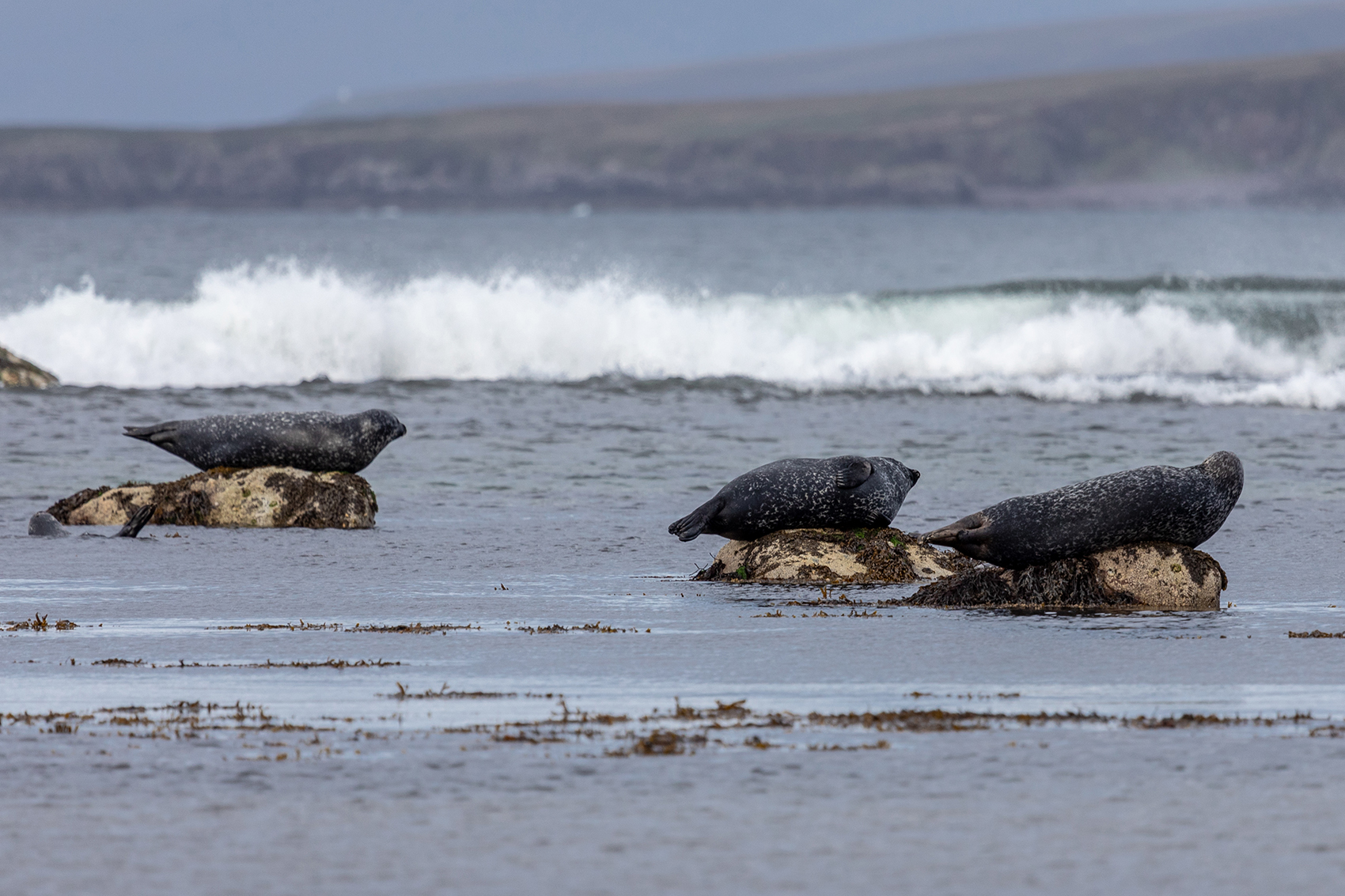 Common seals at Gruinard Bay