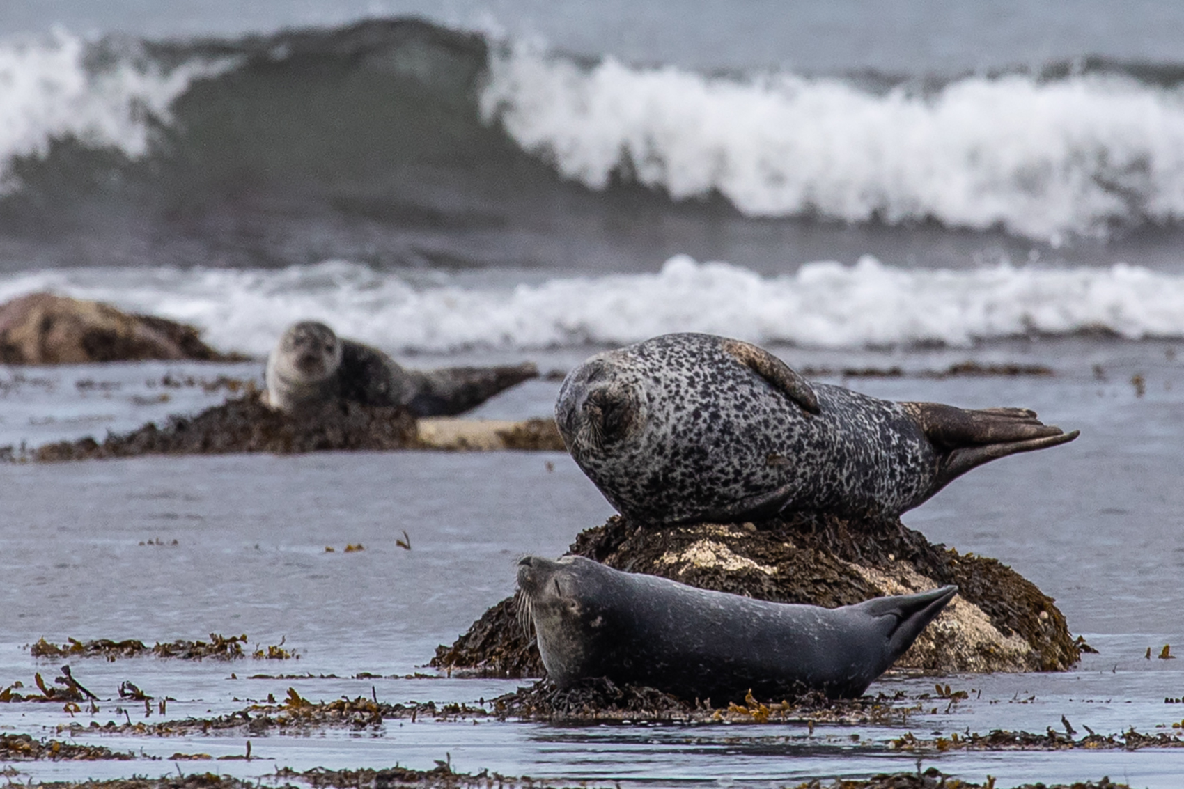 Common seals hauled out by the edge of the sea at Gruinard Bay