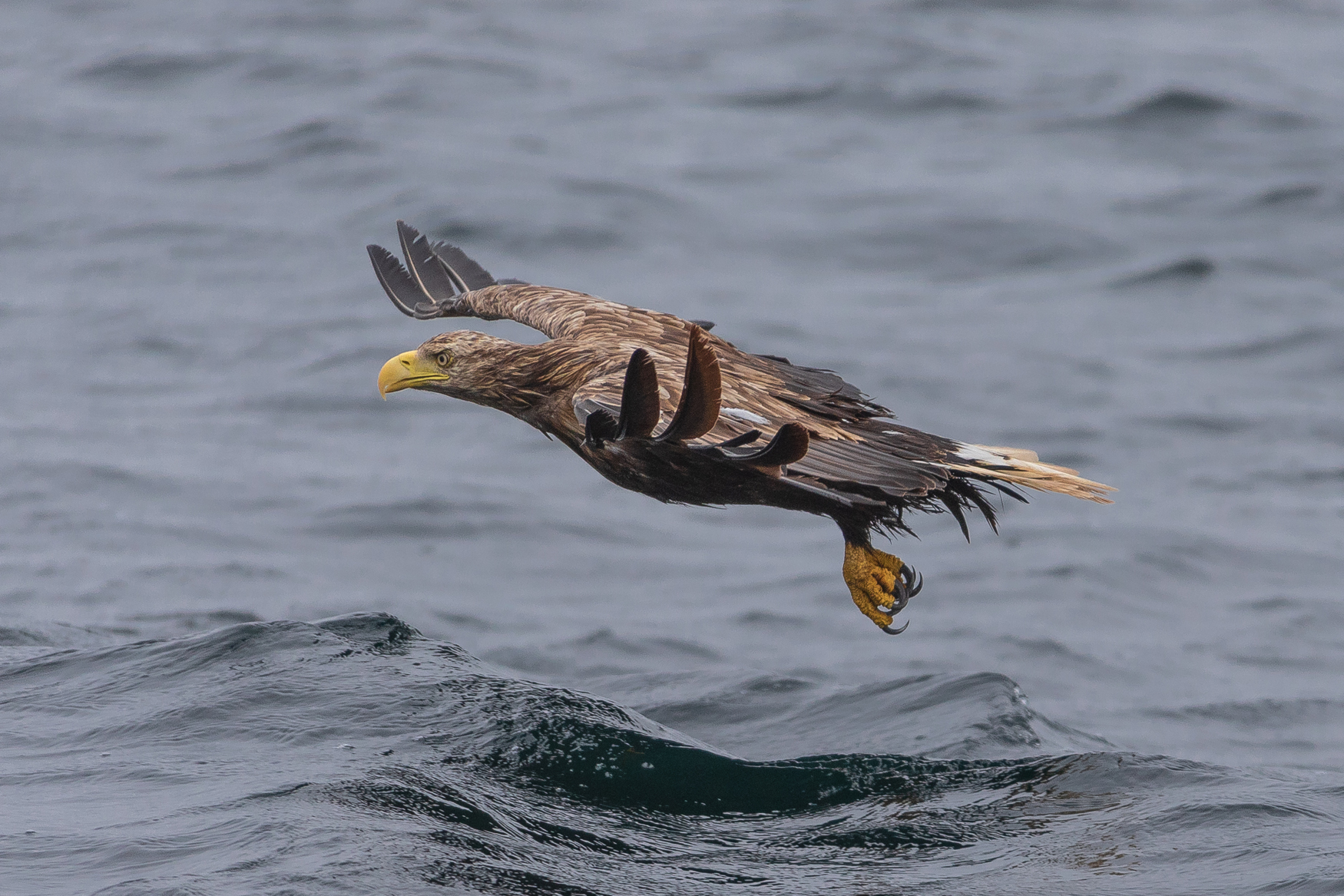 White tailed eagle on Mull