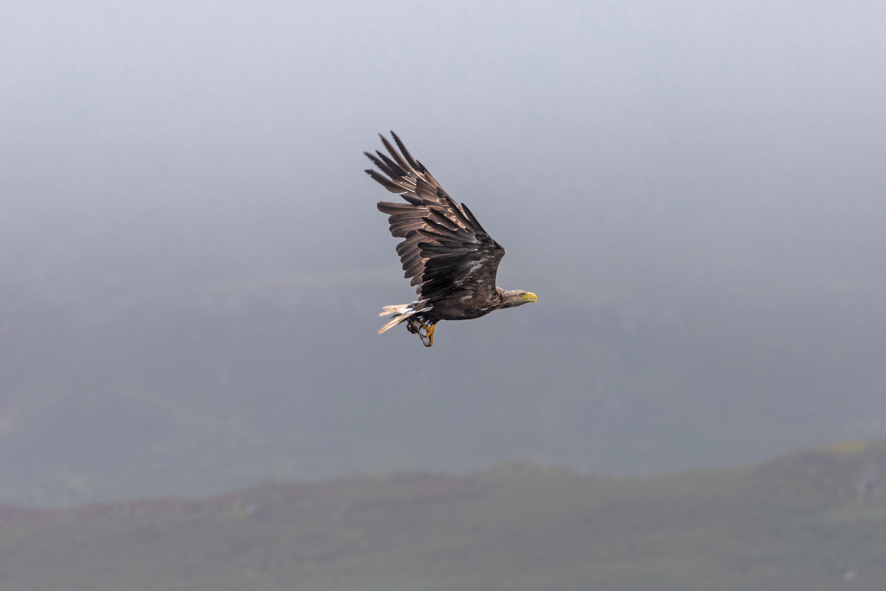 White tailed eagle on Mull