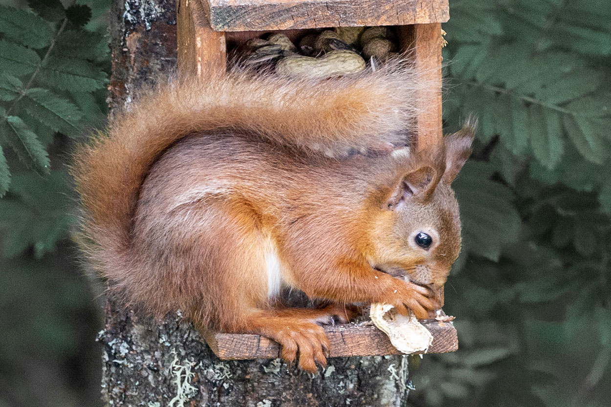 Red Squirrel, Black Isle