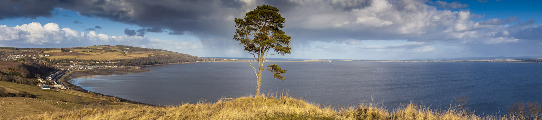 Scots pine tree at Ormond Hill